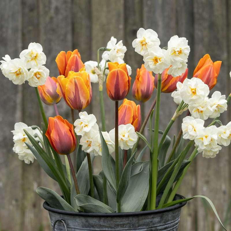 Løgblanding 'Sparks'